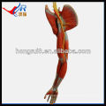 Modelo muscular com vasos e nervos principais, modelo de músculo plástico